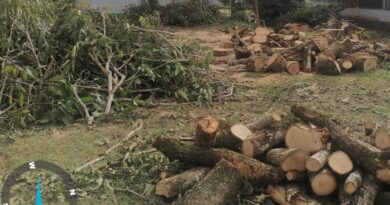 <strong>Cormacarena inicia proceso sancionatorio a la Alcaldía de Villavicencio por tala de árboles<strong>