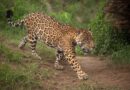 <strong>Imágenes de jaguares captados en el Meta son falsas<strong>