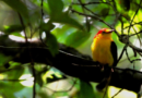 Foto de Fabio González (Puerto Gaitán)