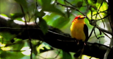 Foto de Fabio González (Puerto Gaitán)