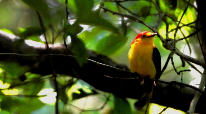 Foto de Fabio González (Puerto Gaitán)