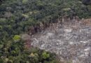 Un exalcalde y tres familiares de un congresista entre los capturados por deforestar en Mapiripán