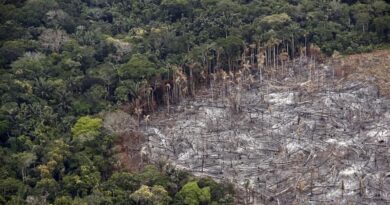 Un exalcalde y tres familiares de un congresista entre los capturados por deforestar en Mapiripán