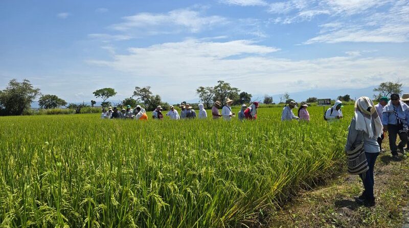 El área arrocera se redujo en más de 40.000 hectáreas en Meta y Casanare