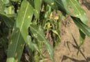 Alerta fitosanitaria por la aparición de mancha ocular en cultivos de maíz