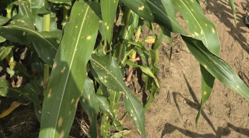 Alerta fitosanitaria por la aparición de mancha ocular en cultivos de maíz